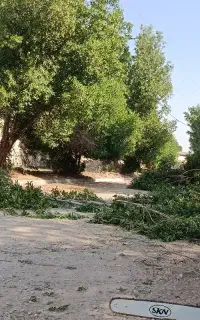 خرید چوب درخت مستقیم شرکت ،خشک،تر،قطع وهرس،