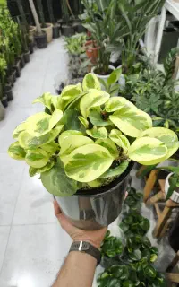 قاشقی ابلق و سبز در فروشگاه خانه گلها بندرعباس