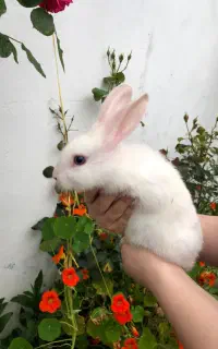 خرگوش