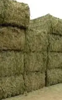 یونجه خشک و بدون گیاه