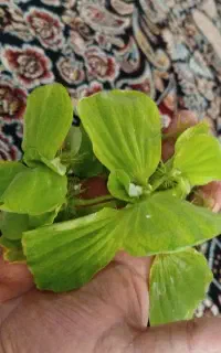 کاهو روآبی