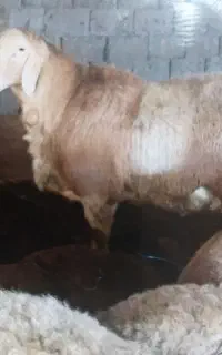 دام زنده تهران .نژاد، افشاری .مغانی .گوسفند پرواری