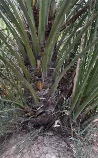 فسیل