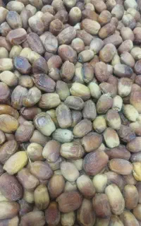 خرما زاهدی