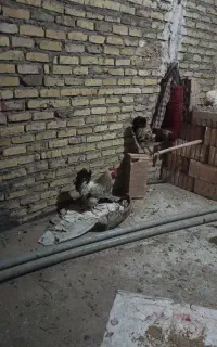 خروس محلی چاق