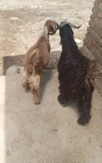 3 تا بزغاله