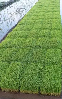 توم هاشمی آماده نشا