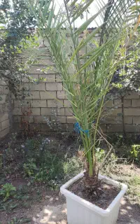 گل خرما ۲۴ساله