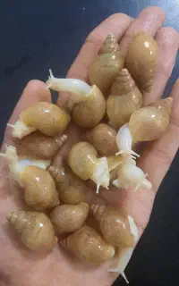فروش حلزون آلبینو