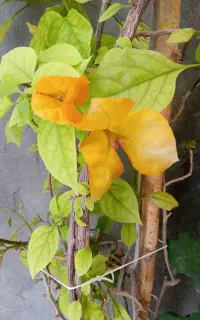 گل‌های زیبا سالم مانگاری