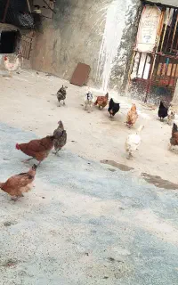مرغ وعروس هلندی