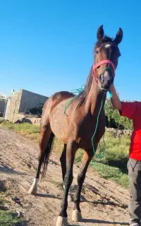اسب باکره