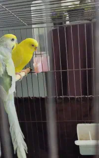 جفت مرغ عشق