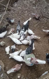 کبوتر