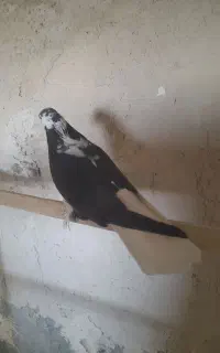 کبوتر صدا کن