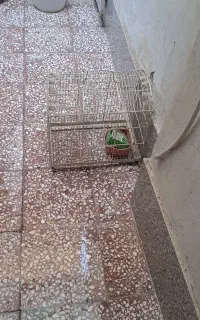 قفس بزرگ