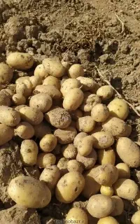 تن سیب بذری ضمانتی۱/۵