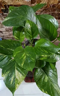 گل‌های خوشگل آپارتمانی در ساری