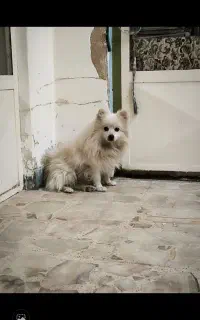 سگ پامر