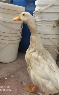اردک نر۴ماهه