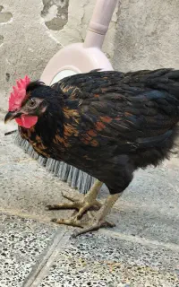 مرغ گلین
