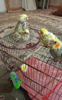 جوجه عروس هلندی
