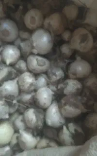 موسیر کوهی تازه