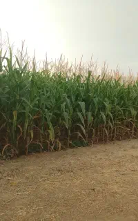 فروش ذرت علوفه ای