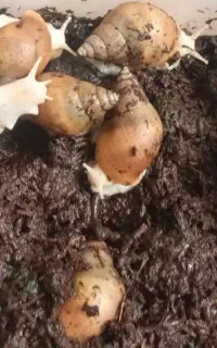 حلزون به علت جا به جایی حراج دونه 60000زیر قیمت