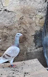 صید شده