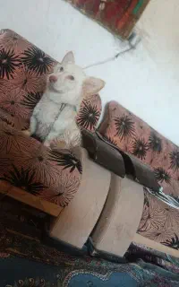 سگ پامرروباهی سایز کوتاه