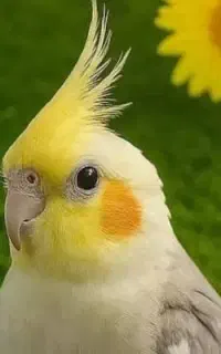 نیازمند نیرو