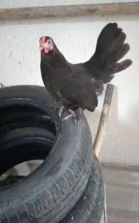 مرغ منیاتوری