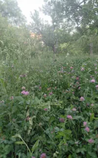 علف باغی