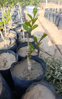نهال کنار تایلندی و سیبی بدون هسته ۵۵۰ تومن