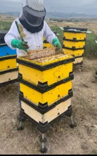 عسل طبیعی کوهی زاگرس ۱۰۰% طبیعی برای درمان