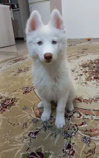 سگ هاسکی 3 ماهه