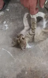 بچه گربه واگزاری رایگان