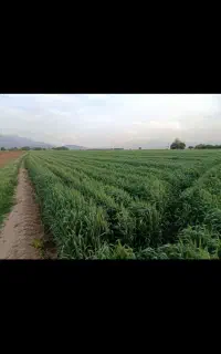 گندم ابی رقم دانش بذری