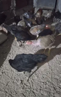 جوجه لاری گلین  جوجه بزرگ برپایه سر بریدن