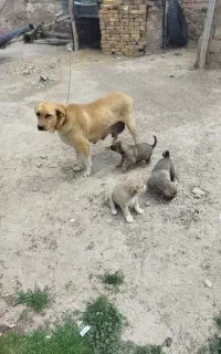 سگ ماده نژاد عراقی مناسب توله کشی و نگهبانی