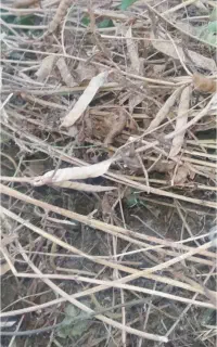 کاه سیاه دانه