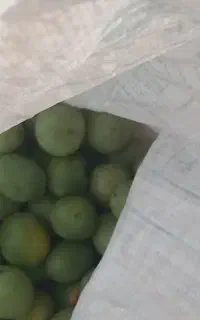 گردو با پوست مغز عال ی
