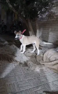 سگ نگهبان
