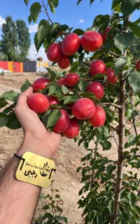ارسال انواع نهال مستقیم از نهالستان با قرارداد