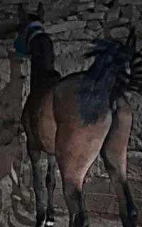 اسب خوب و قشنگ