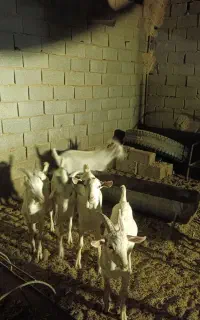 10عددکهره نرسانن اصل