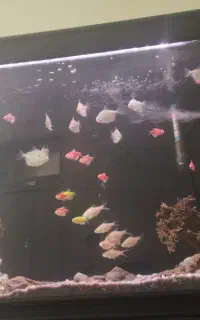 آکواریوم باتمام تجهیزات