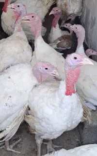 بوقلمون اورگانیک