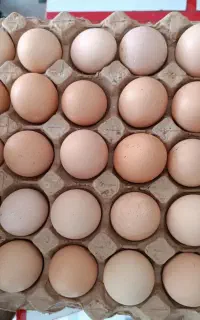 تخم مرغ رسمی